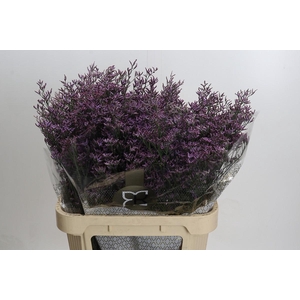 Limonium ov Piuma Sky