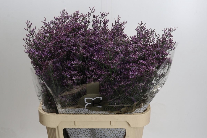 <h4>Limonium ov Piuma Sky</h4>