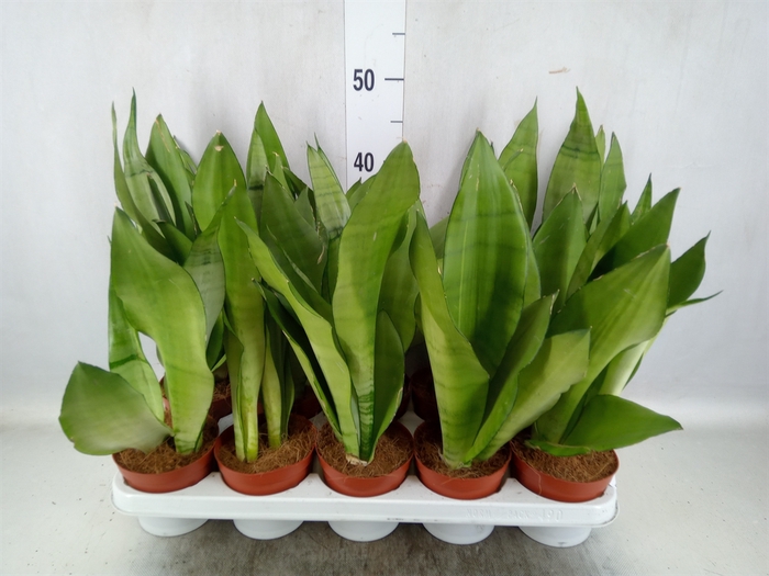 <h4>Sansevieria trifa. 'Moonshine'</h4>