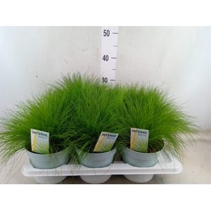 Festuca gautieri 'Amigreen'