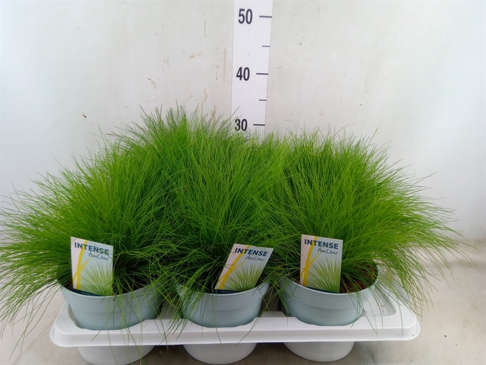 <h4>Festuca gautieri 'Amigreen'</h4>