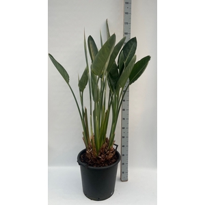 STRELITZIA REGIN BL