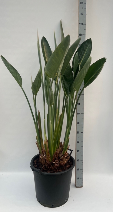 <h4>STRELITZIA REGIN BL</h4>