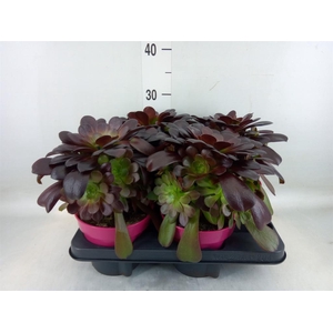 Aeonium arboreum 'Velours'