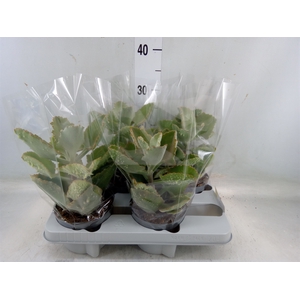 Kalanchoe NF beharensis