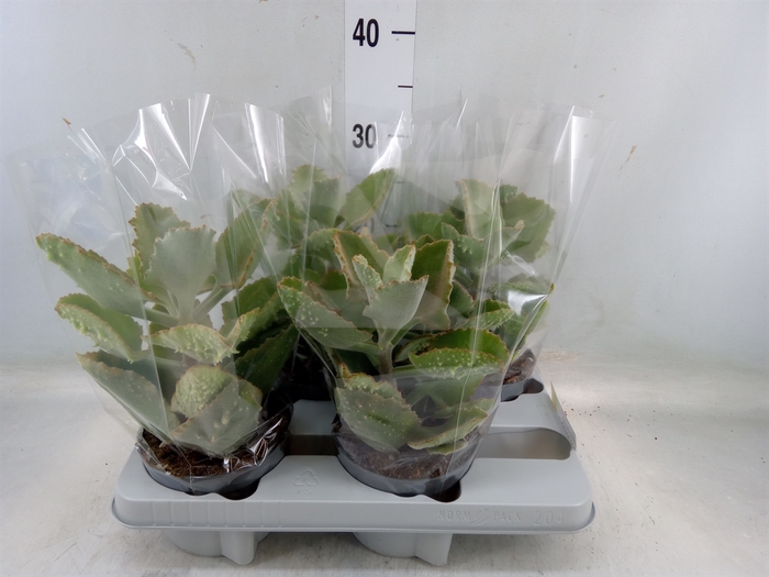 <h4>Kalanchoe NF beharensis</h4>