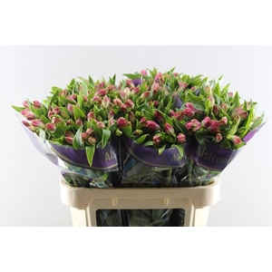 Alstr Bubblicious (d.rose)