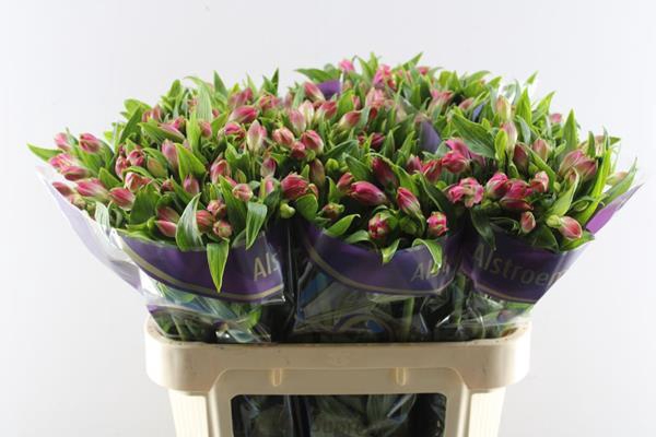 <h4>Alstr Bubblicious (d.rose)</h4>