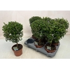 arr8 Myrtus Com