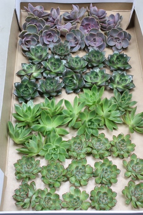 Echeveria gemengd