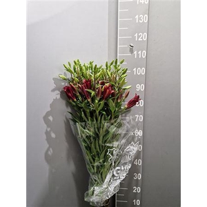 Li La Original Love Rosso