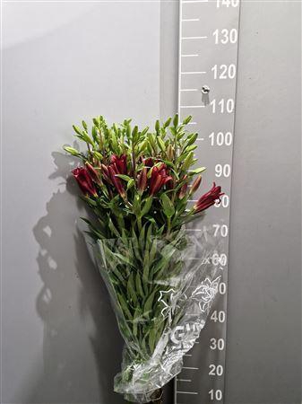 <h4>Li La Original Love Rosso</h4>