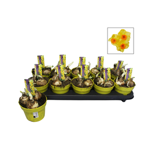 Bol op pot Narcis 12cm Bright Day