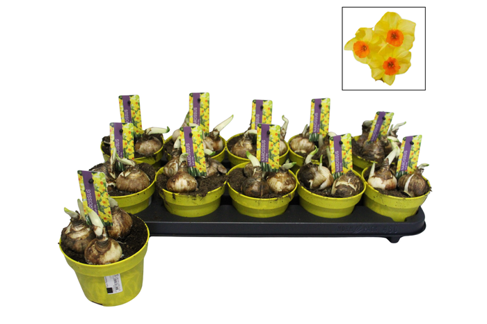<h4>Bol op pot Narcis 12cm Bright Day</h4>