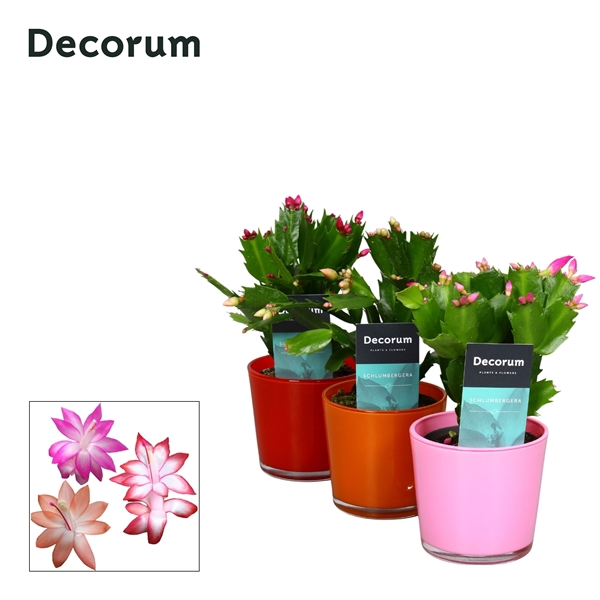 <h4>Schlumbergera - 9 cm - Glaspot Nashville mix - Decorum</h4>