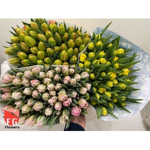 Tu Du Gem (3x50 Mix In Emmer)