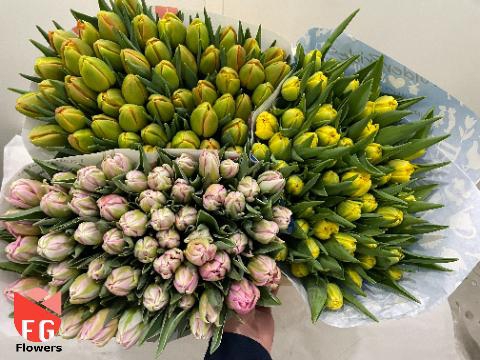 <h4>Tu Du Gem (3x50 Mix In Emmer)</h4>