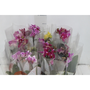 PHALAENOPSIS MINI P06