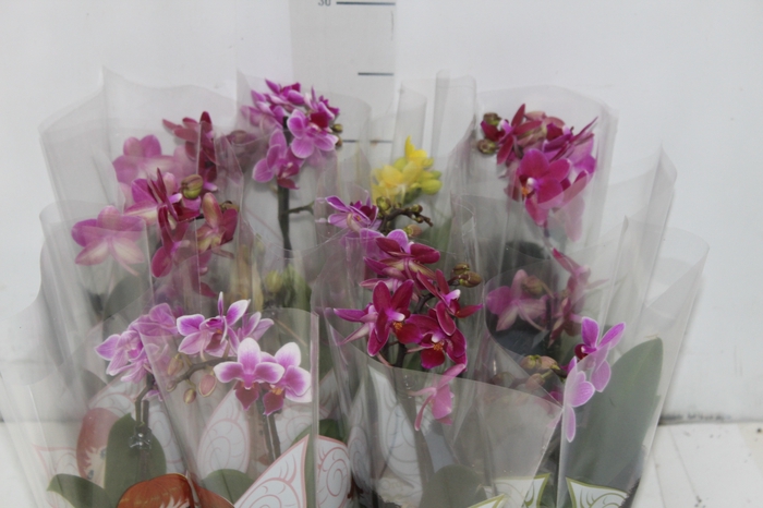 <h4>PHALAENOPSIS MINI P06</h4>