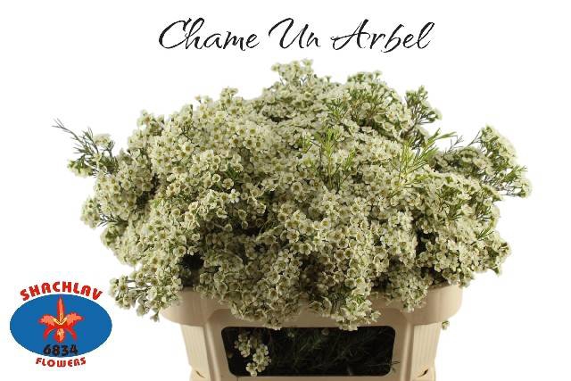 <h4>CHAME UN ARBEL</h4>
