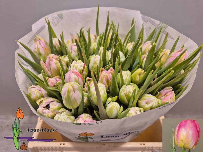 <h4>TU DU DOTCOM</h4>