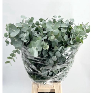Euc. Cinerea Da Vinci