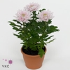 Chrysant Zembla Rossano