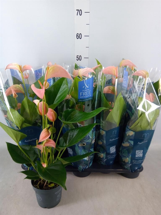 <h4>Anthurium andr. 'Joli Peach'</h4>