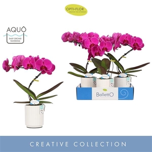 Balletto Pivot 1 spike in Molise White Aquo