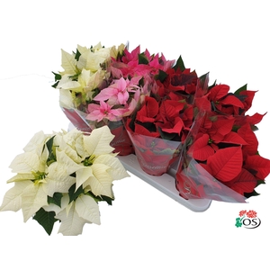 Euphorbia 4 kleuren mix met hoes (kerststerren)