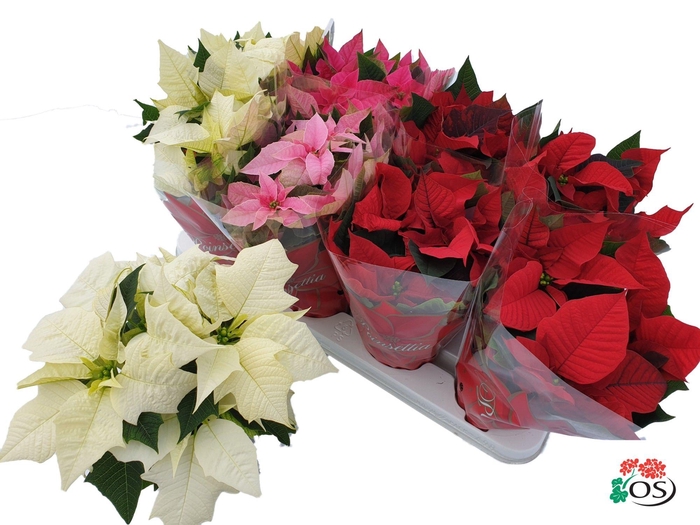 <h4>Euphorbia 4 kleuren mix met hoes (kerststerren)</h4>