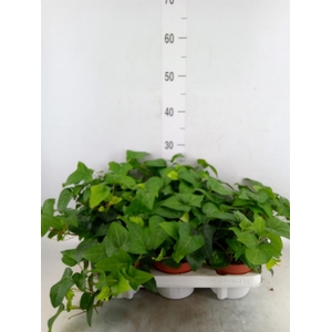 Hedera helix 'Mein Herz'