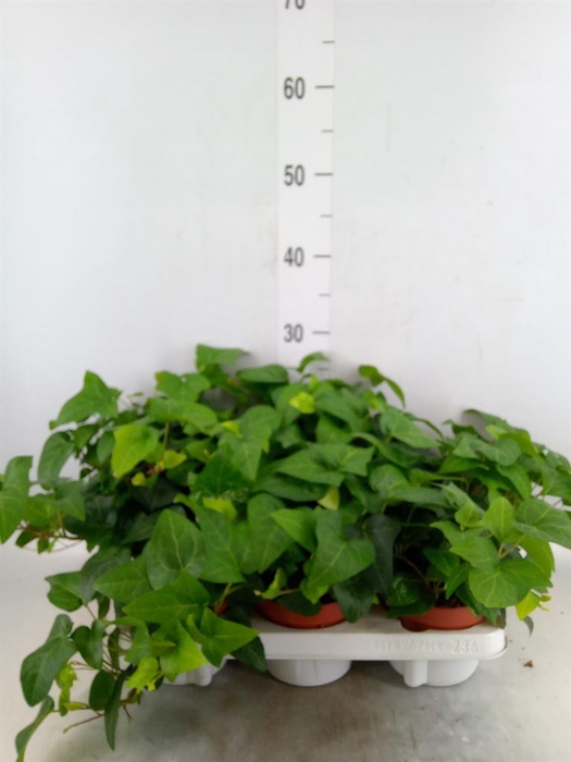 <h4>Hedera helix 'Mein Herz'</h4>