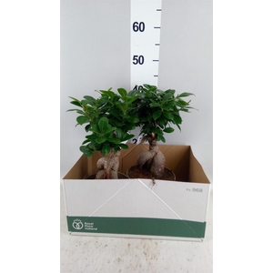 Ficus microcarpa 'Ginseng'
