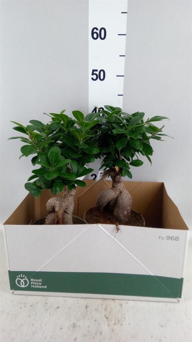 <h4>Ficus microcarpa 'Ginseng'</h4>