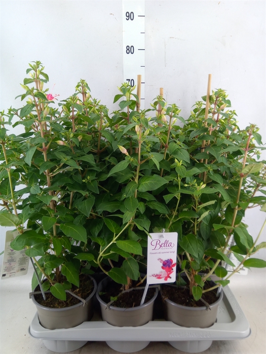<h4>Fuchsia  'Walz Jubelteen'</h4>