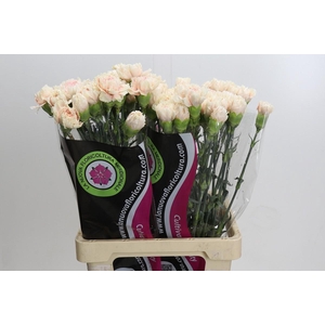 Dianthus St Lady Cappucino