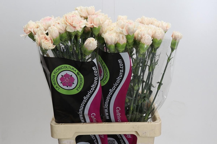 <h4>Dianthus St Lady Cappucino</h4>