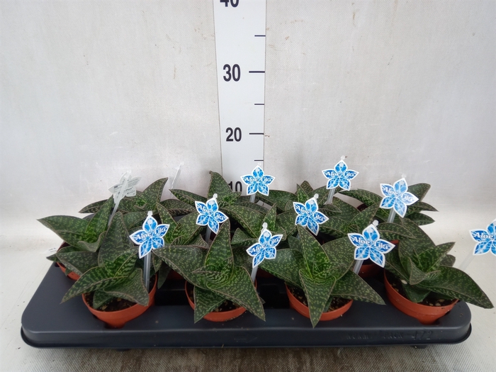 <h4>xGasteraloe  'Tiki Zilla'</h4>