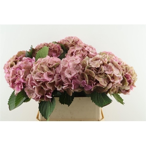 Hydr M Cl. Elbtal Pink 80-23