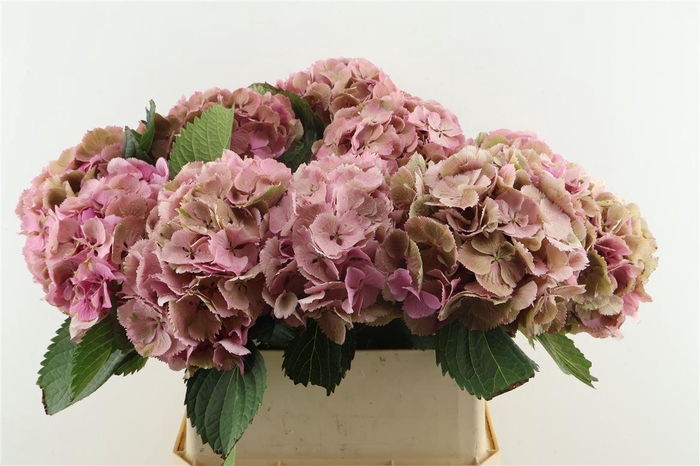 <h4>Hydr M Cl. Elbtal Pink 80-23</h4>
