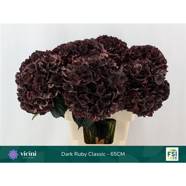 <h4>Hydr Dark Ruby Classic 65 cm Vicini</h4>