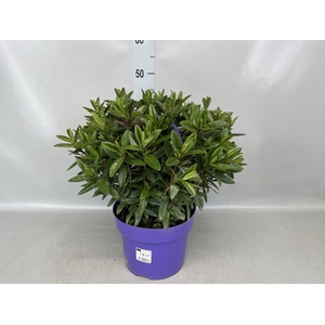 Hebe  'Matata Blue Kiwi'