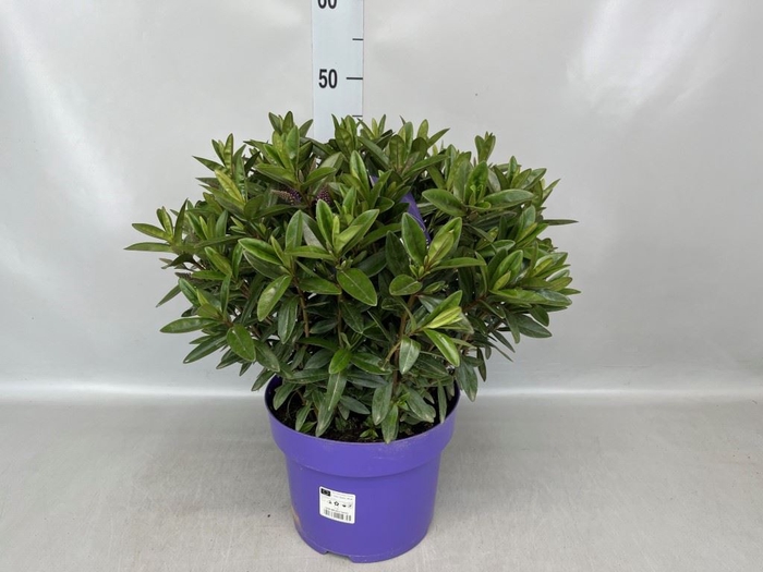 <h4>Hebe  'Matata Blue Kiwi'</h4>