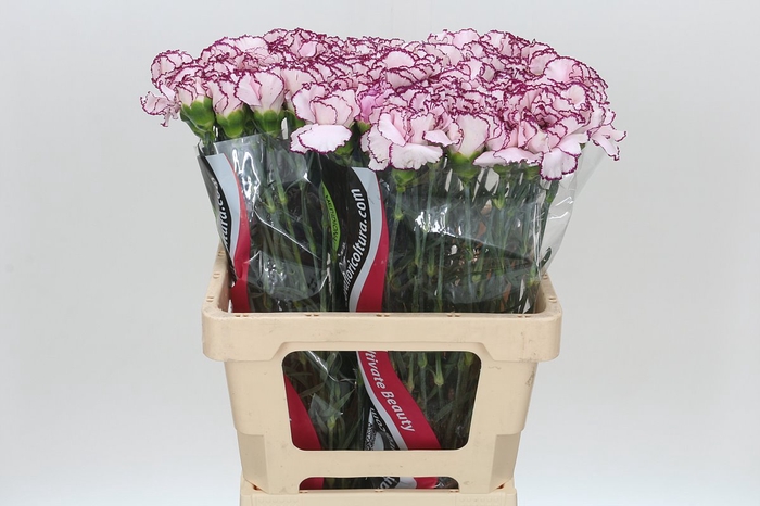 <h4>Dianthus St Mudah</h4>