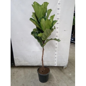 Ficus lyrata