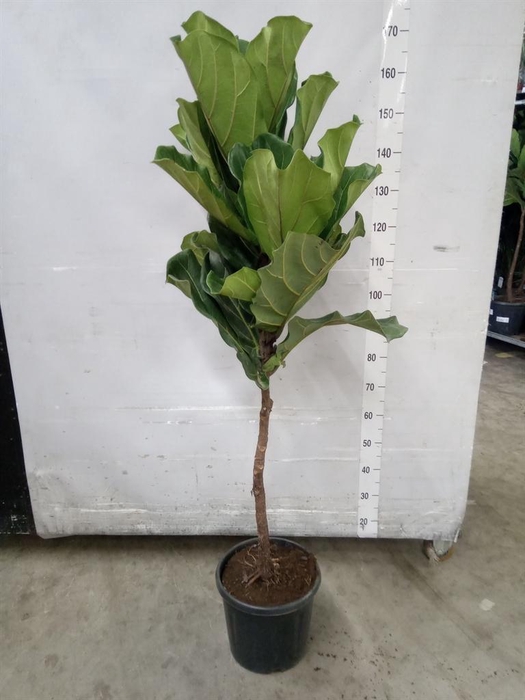 <h4>Ficus lyrata</h4>
