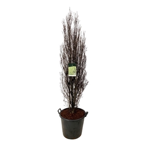 Frangula alnus Fine Line ®