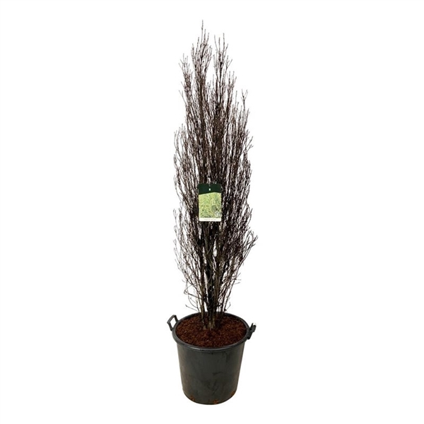 <h4>Frangula alnus Fine Line ®</h4>