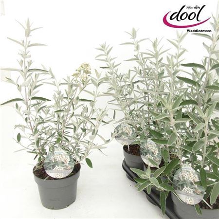 Buddleya Davidii Silver 4-6 Branches+++